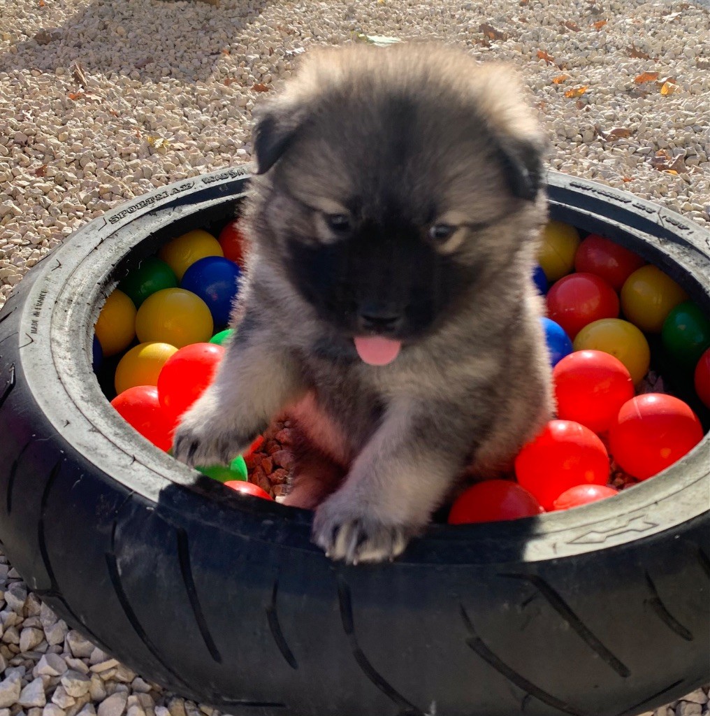 Du Chemin De La Fée De Lune - Chiot disponible  - Eurasier