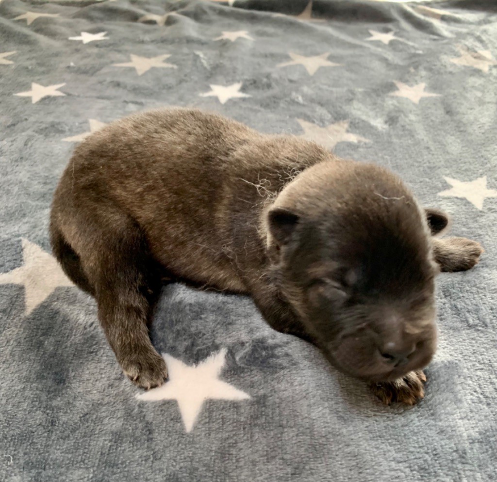 Du Chemin De La Fée De Lune - Chiot disponible  - Eurasier