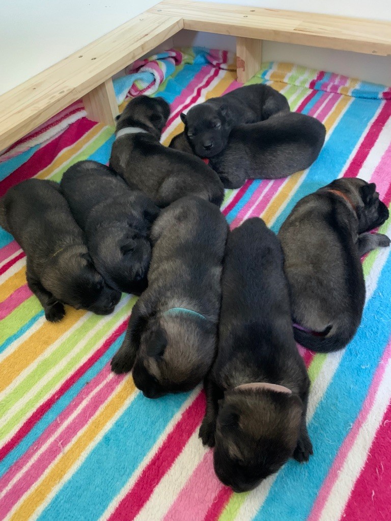 chiot Eurasier Du Chemin De La Fée De Lune