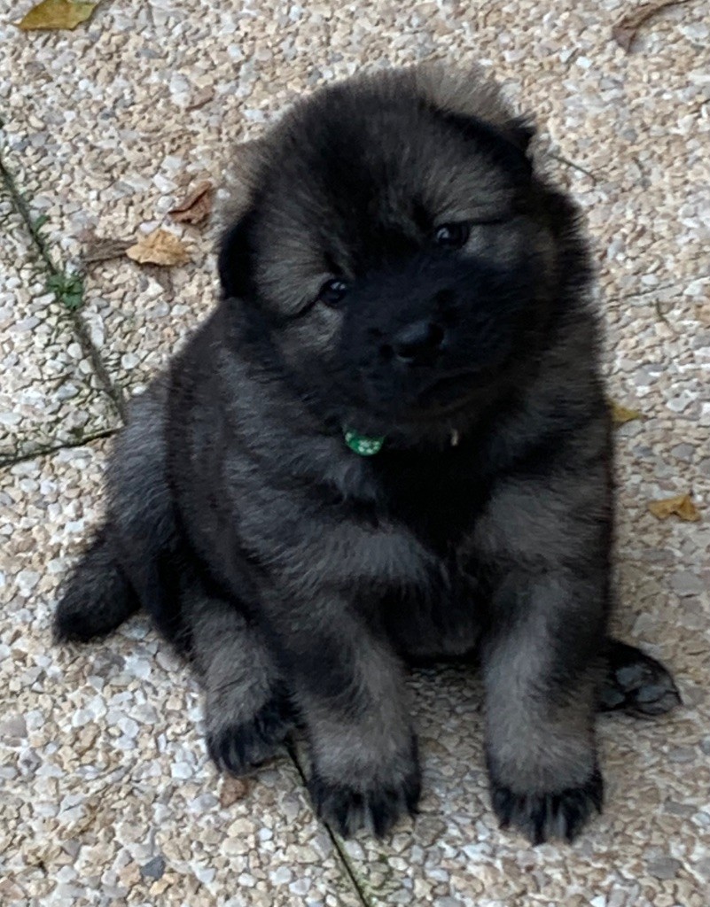 Du Chemin De La Fée De Lune - Chiot disponible  - Eurasier