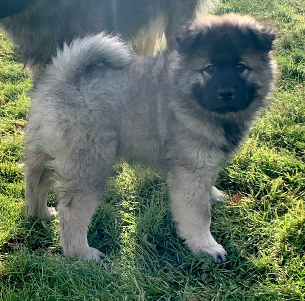 Du Chemin De La Fée De Lune - Chiot disponible  - Eurasier