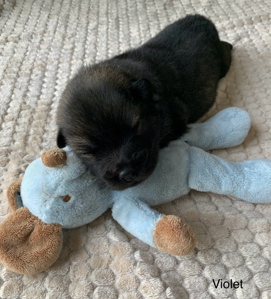 Du Chemin De La Fée De Lune - Chiot disponible  - Eurasier