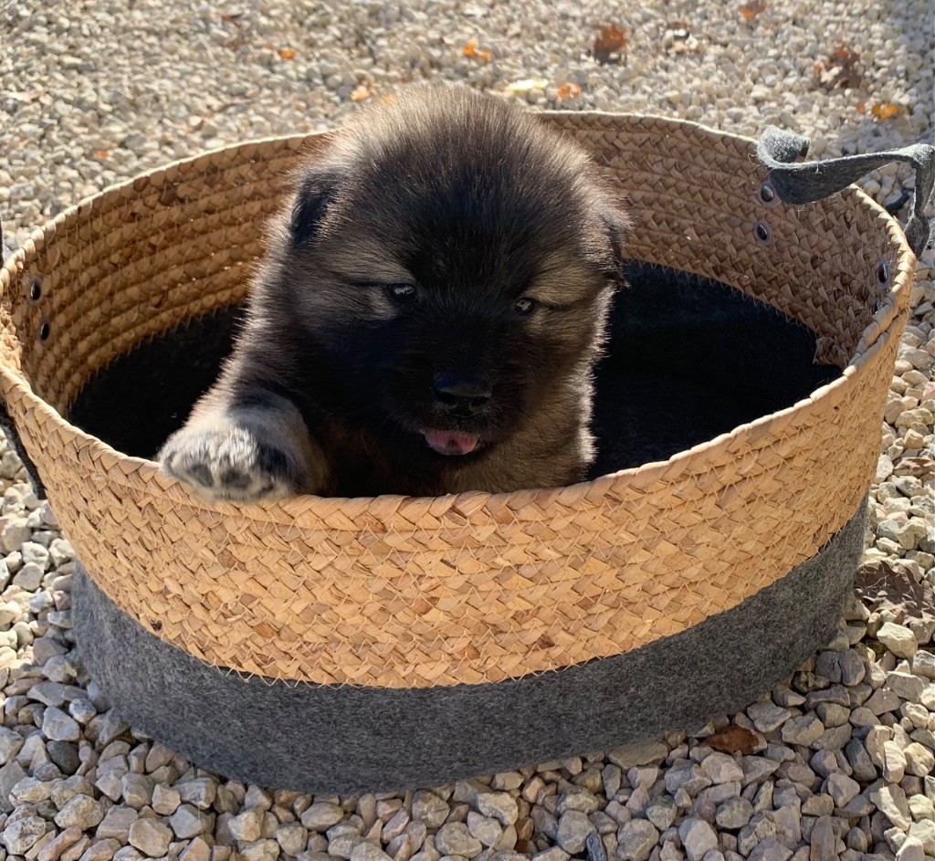 Du Chemin De La Fée De Lune - Chiot disponible  - Eurasier