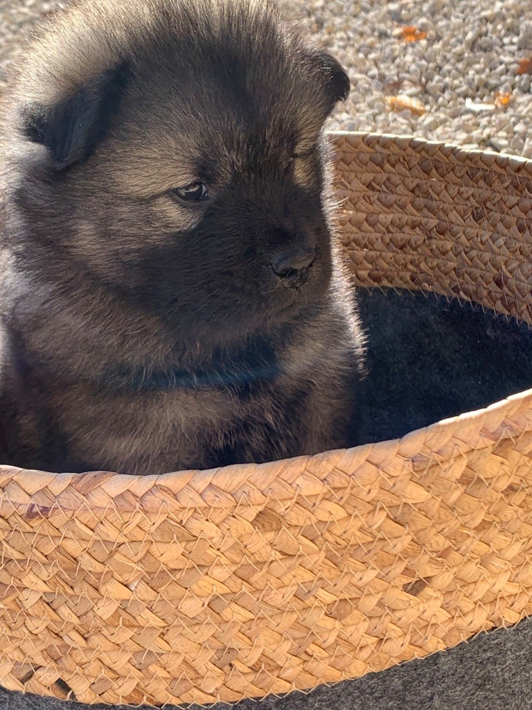 Du Chemin De La Fée De Lune - Chiot disponible  - Eurasier