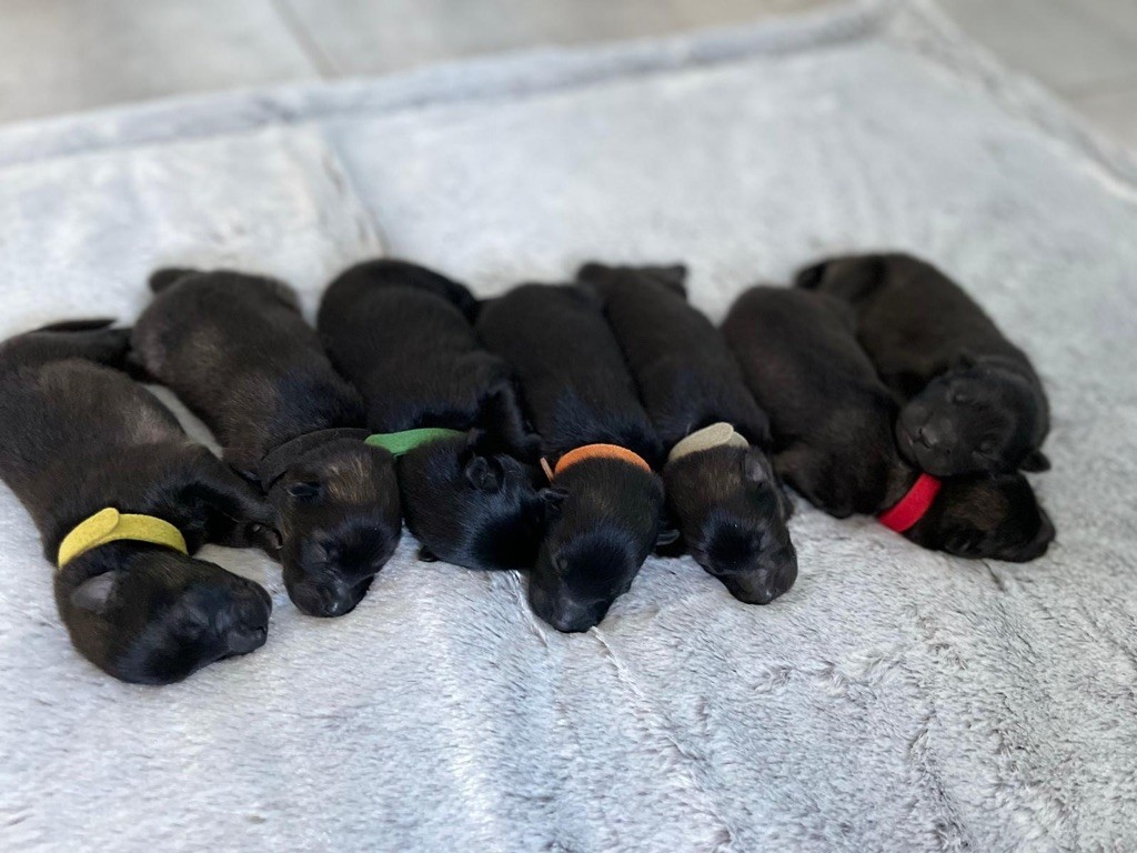 Chiot Eurasier Du Chemin De La Fée De Lune